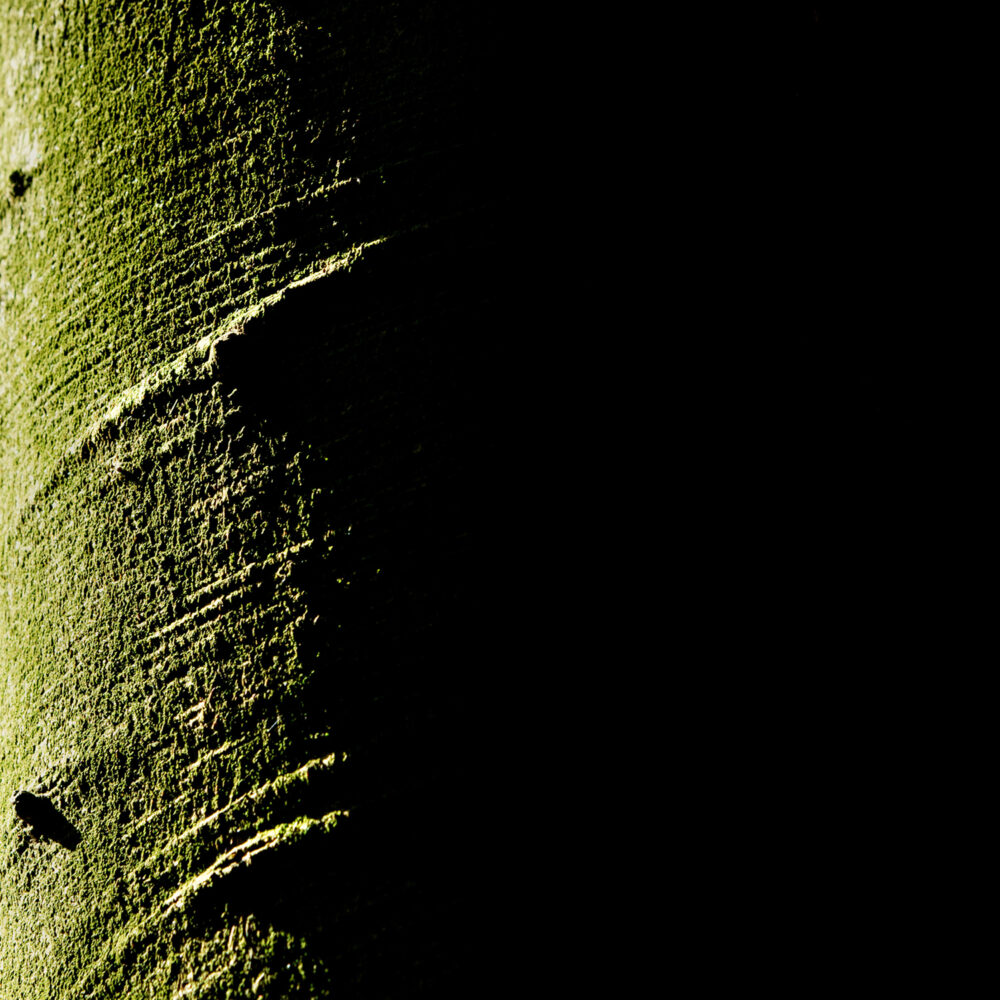 Bambou - Galerie Negropontes