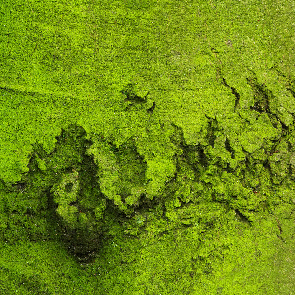 Matcha - Galerie Negropontes