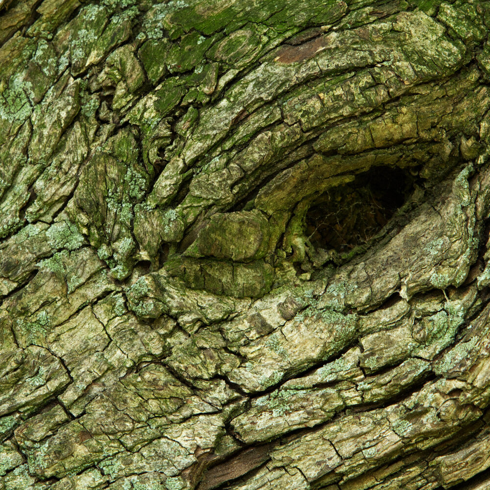 Threat - Galerie Negropontes