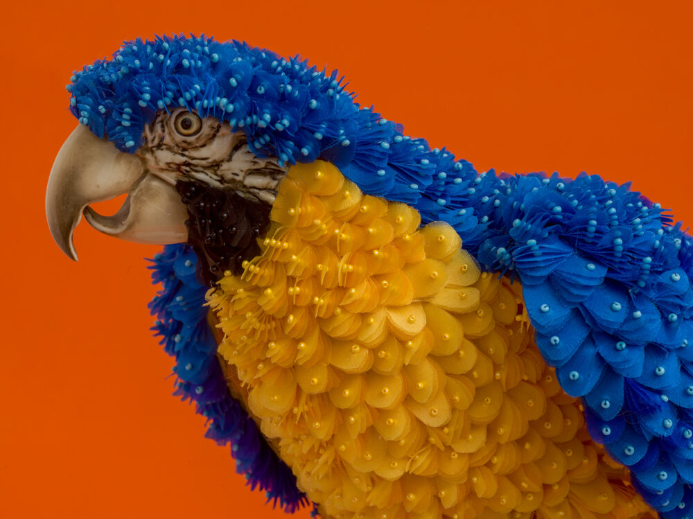 Blue Macaw - Galerie Negropontes