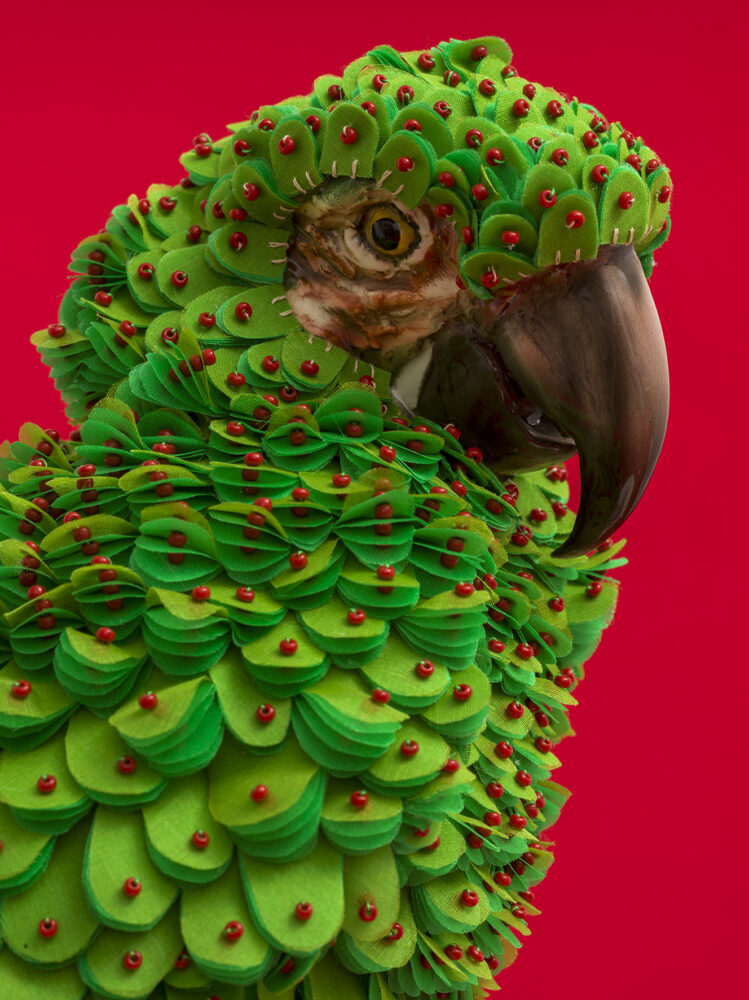 Green Macaw - Galerie Negropontes