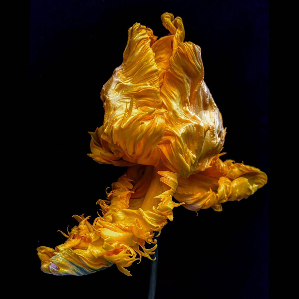 Tulip 1 - Galerie Negropontes