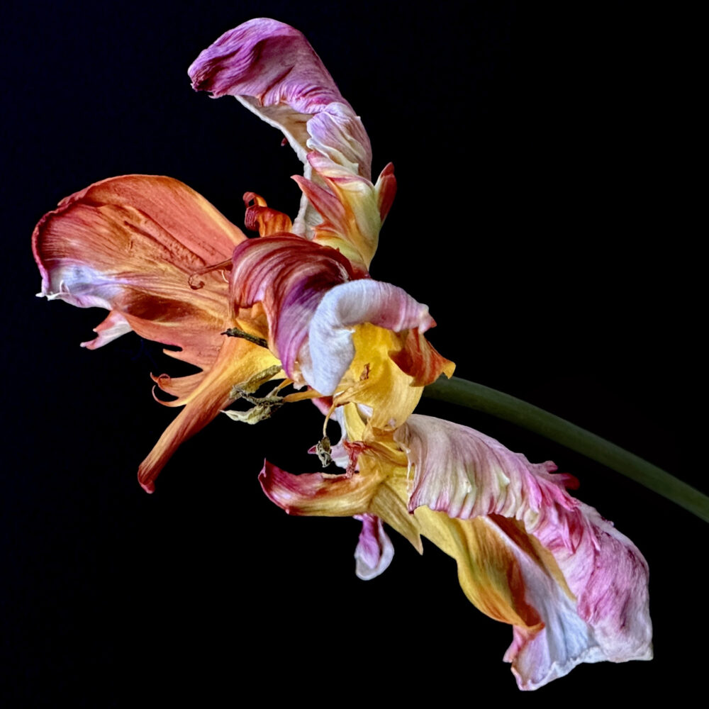 Tulip 10 - Galerie Negropontes