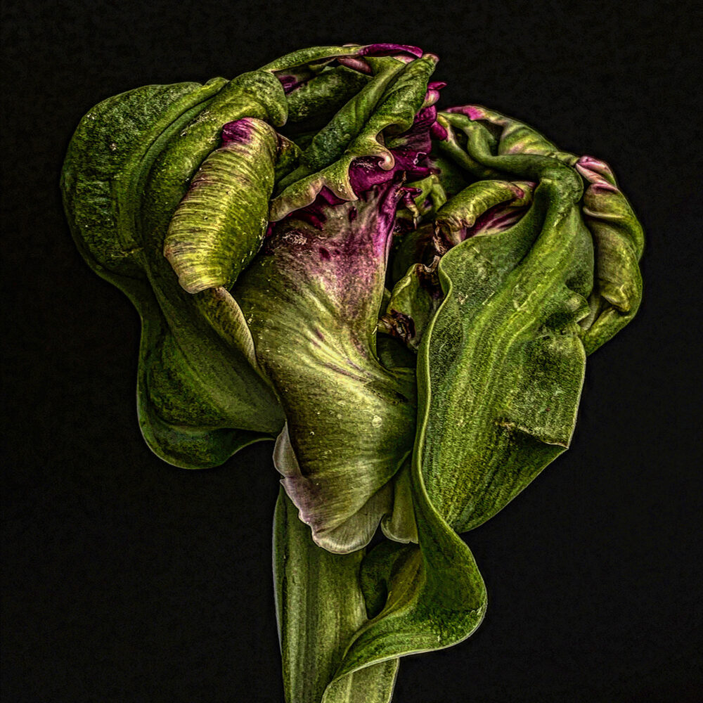 Tulip 11 - Galerie Negropontes