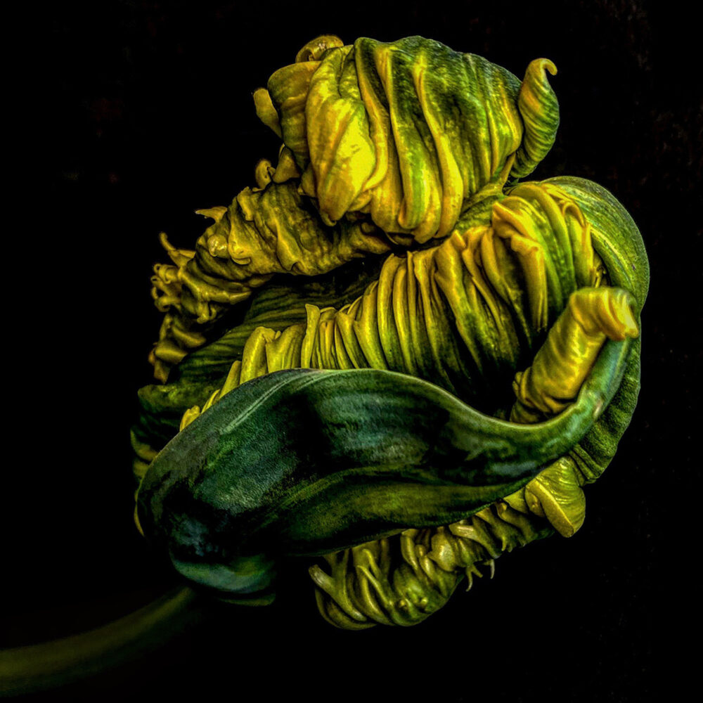 Tulip 12 - Galerie Negropontes