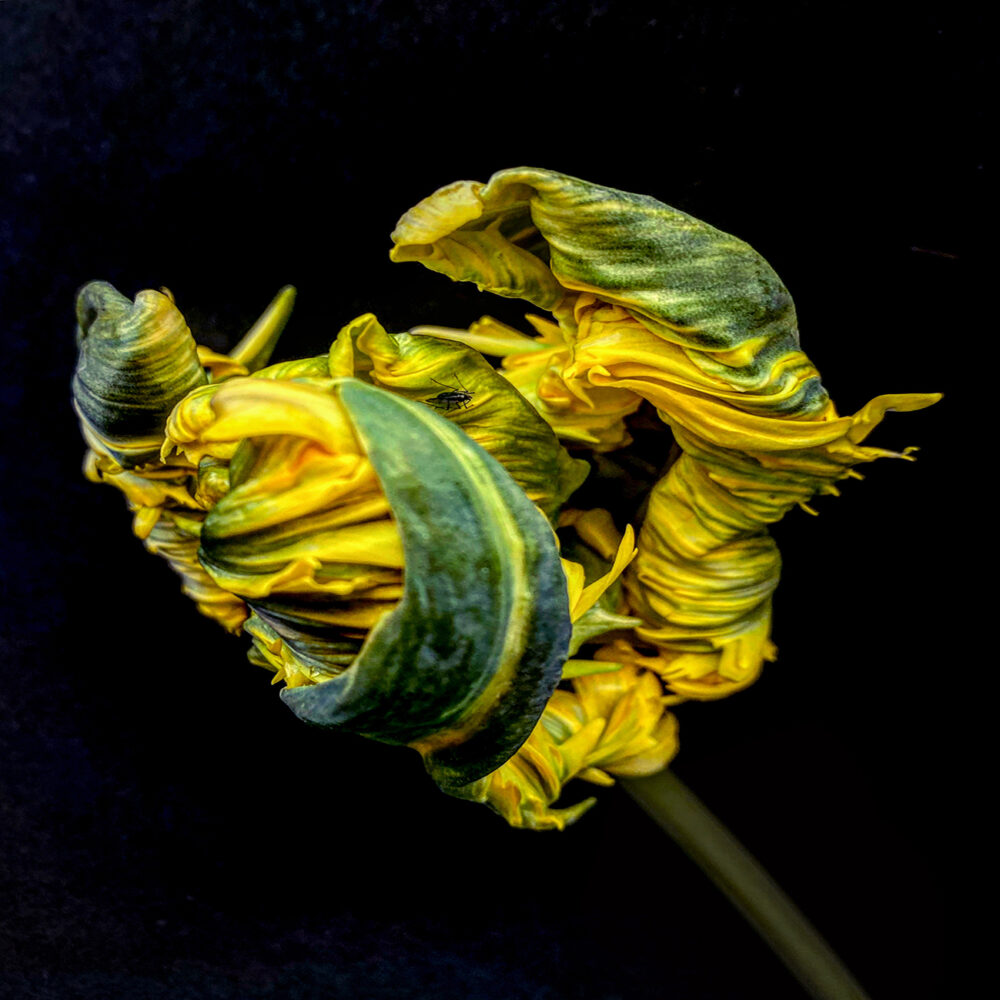 Tulip 13 - Galerie Negropontes