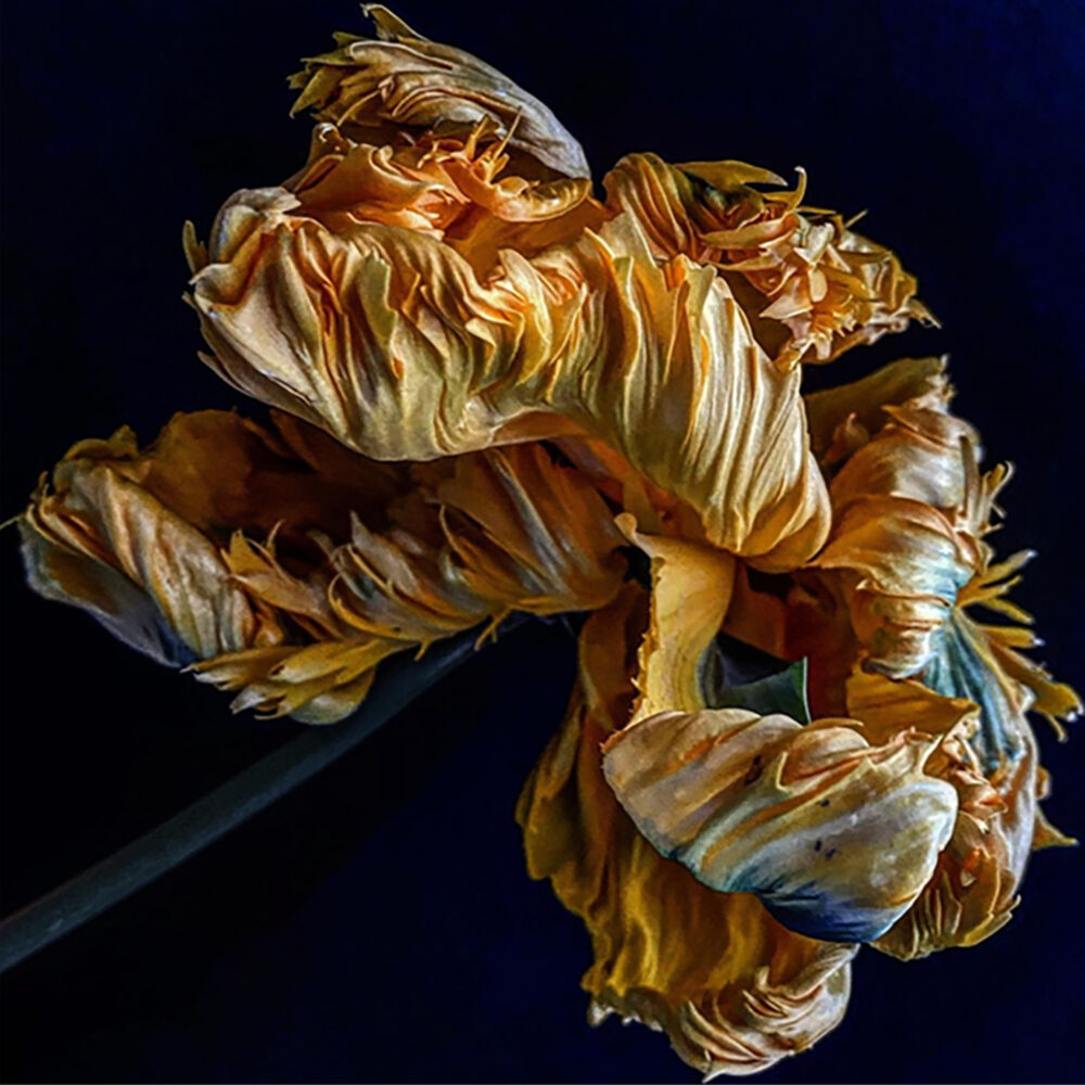 Tulip 2 - Galerie Negropontes