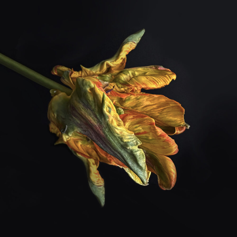 Tulip 3 - Galerie Negropontes