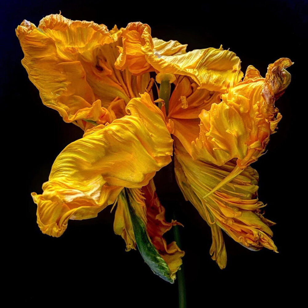 Tulip 4 - Galerie Negropontes