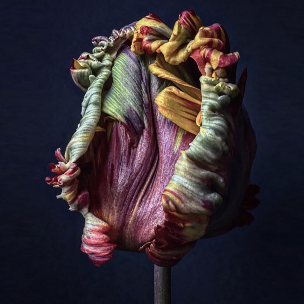 Tulip 5 - Galerie Negropontes