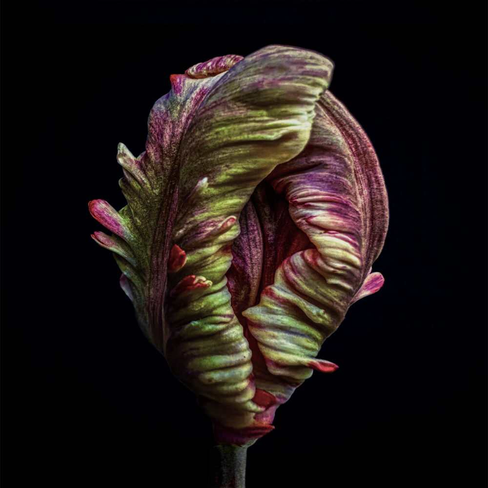 Tulip 6 - Galerie Negropontes