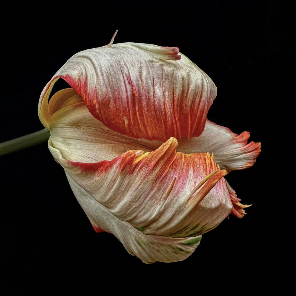 Tulip 7 - Galerie Negropontes