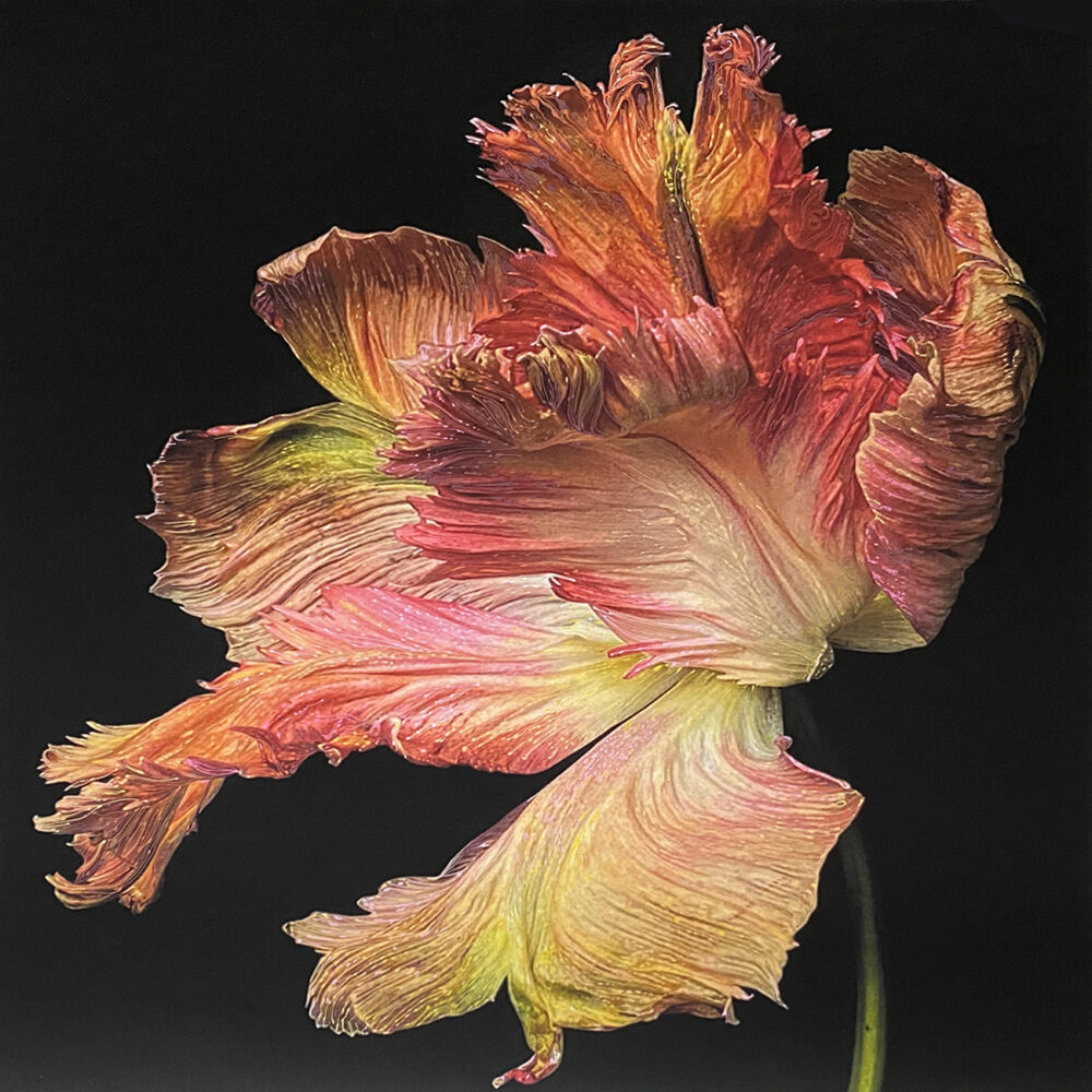 Tulip 8 - Galerie Negropontes