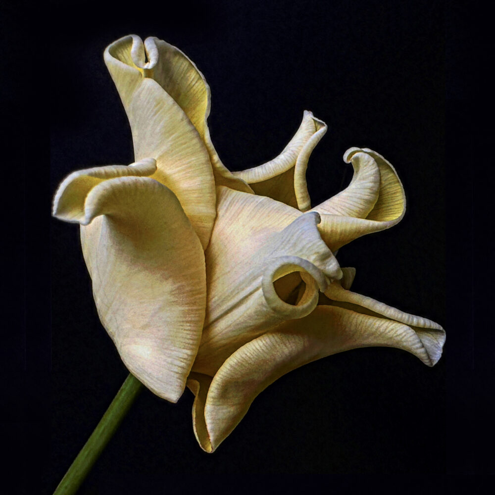 Tulip 9 - Galerie Negropontes