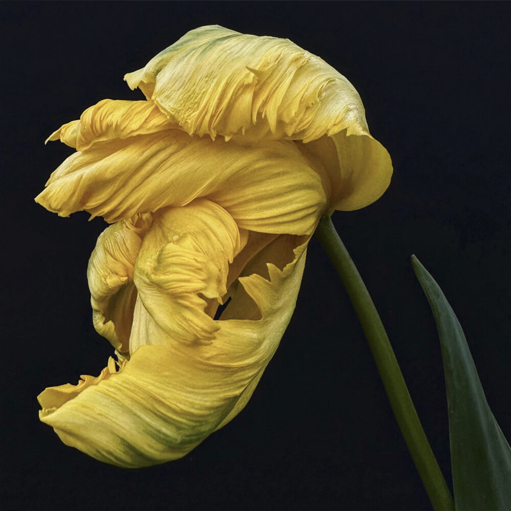 Tulip 17 - Galerie Negropontes
