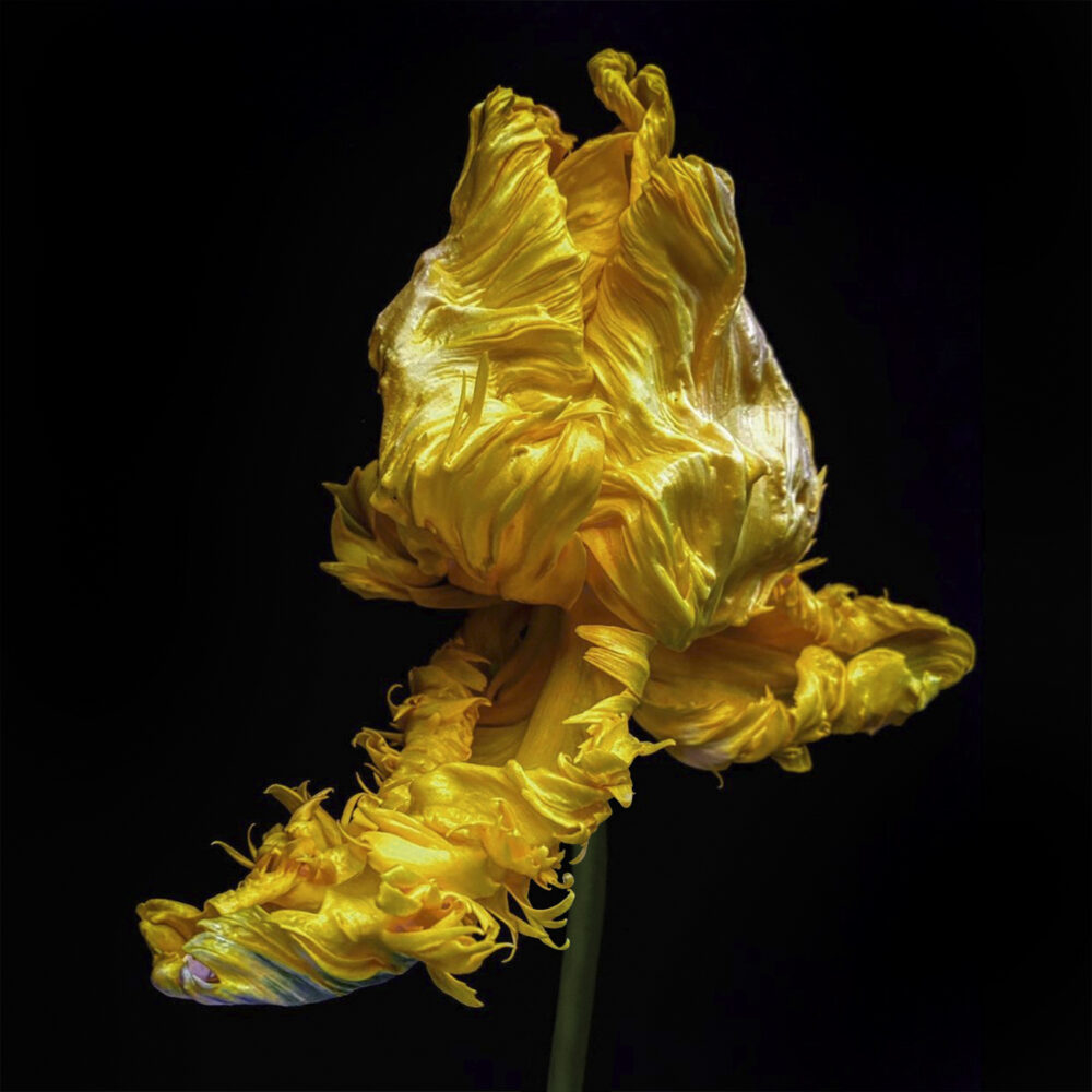 Tulip 22 - Galerie Negropontes