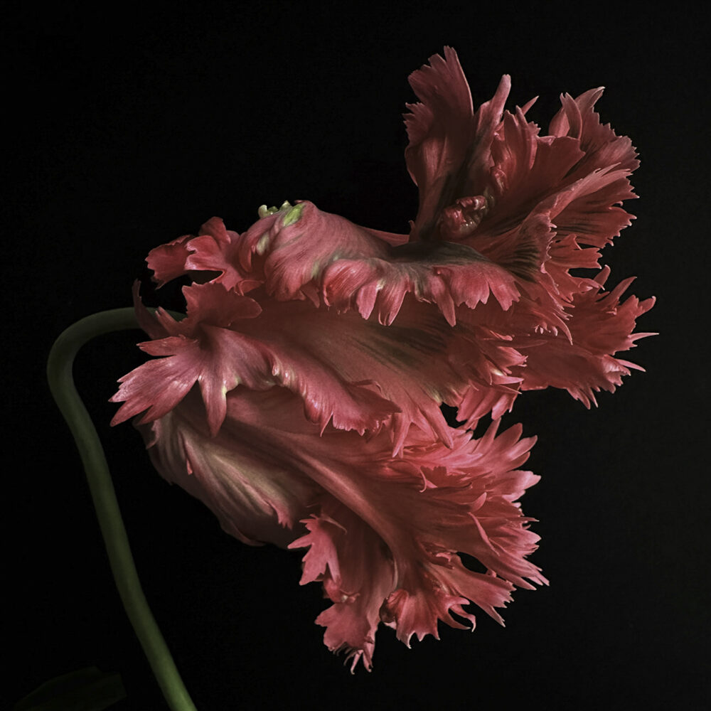 Tulip 23 - Galerie Negropontes
