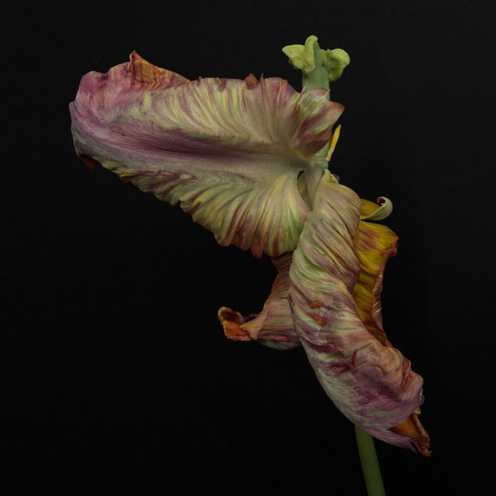 Tulip 25 - Galerie Negropontes