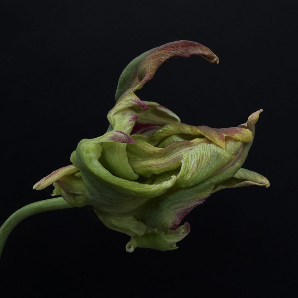 Tulip 26 - Galerie Negropontes