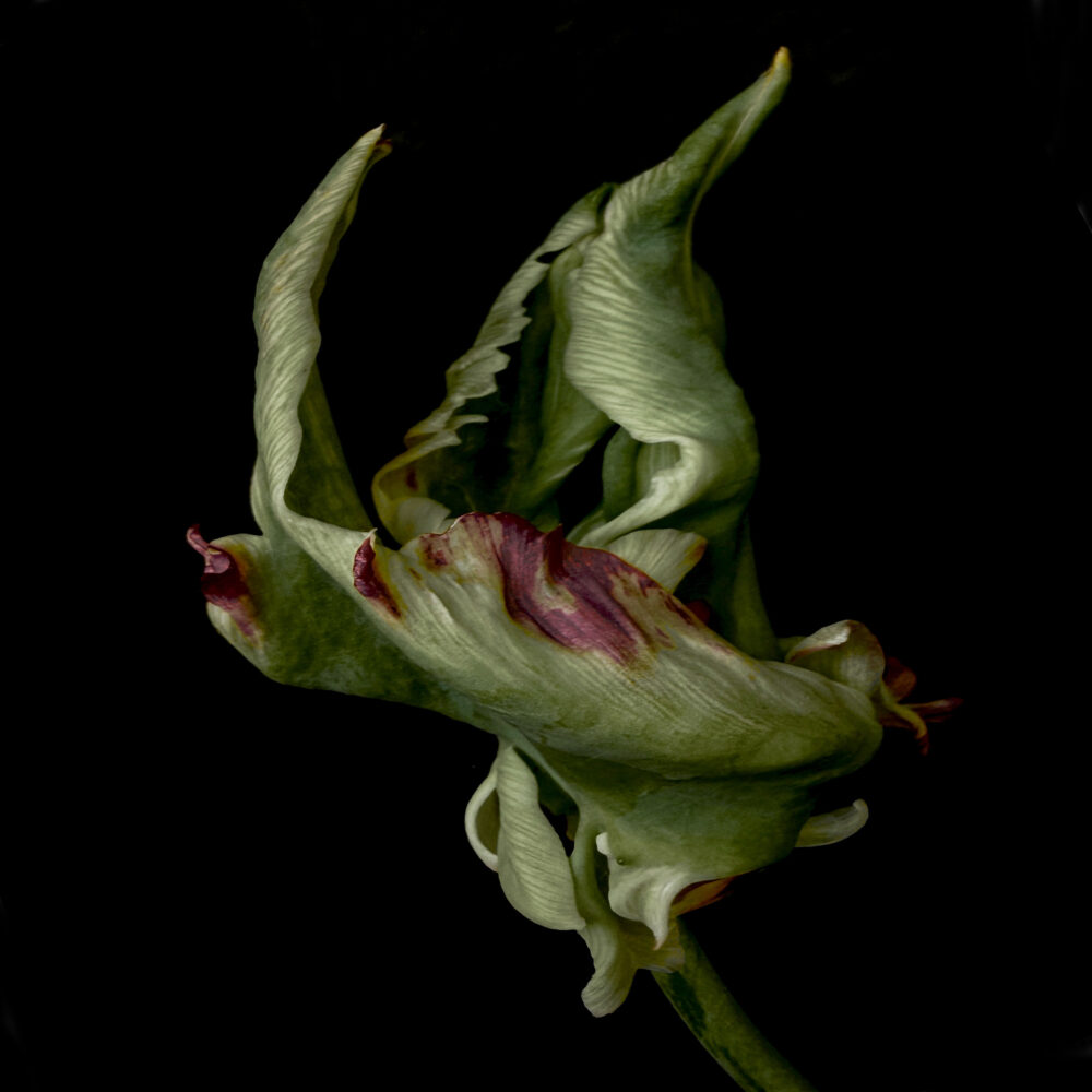 Tulip 27 - Galerie Negropontes