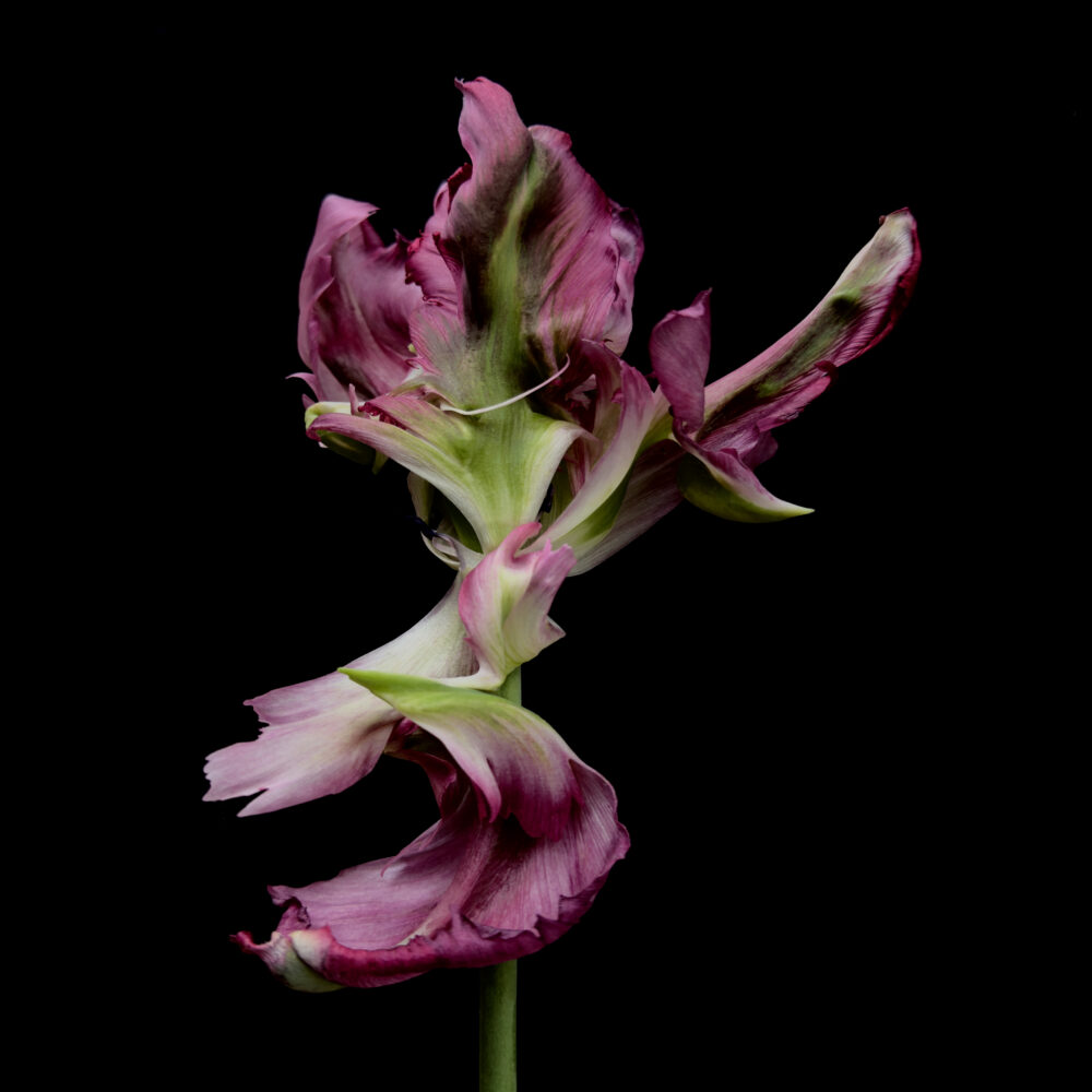 Tulip 28 - Galerie Negropontes