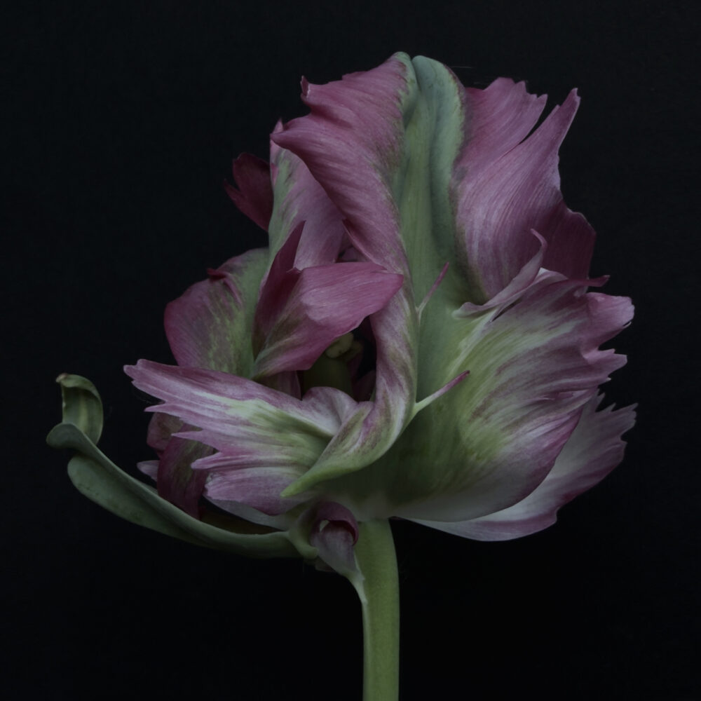 Tulip 29 - Galerie Negropontes