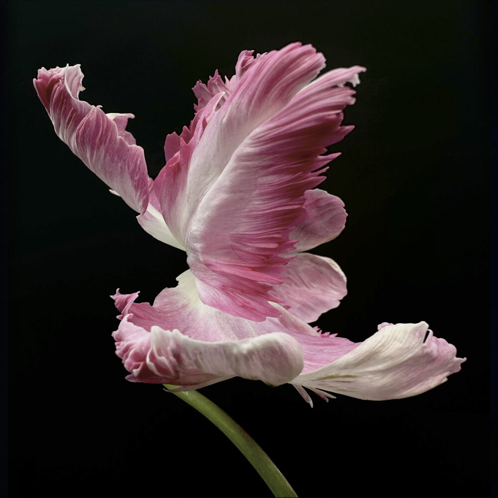 Tulip 20 - Galerie Negropontes