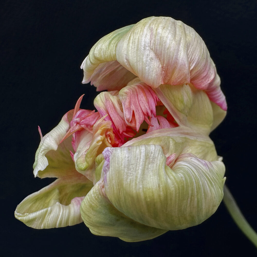 Tulip 21 - Galerie Negropontes