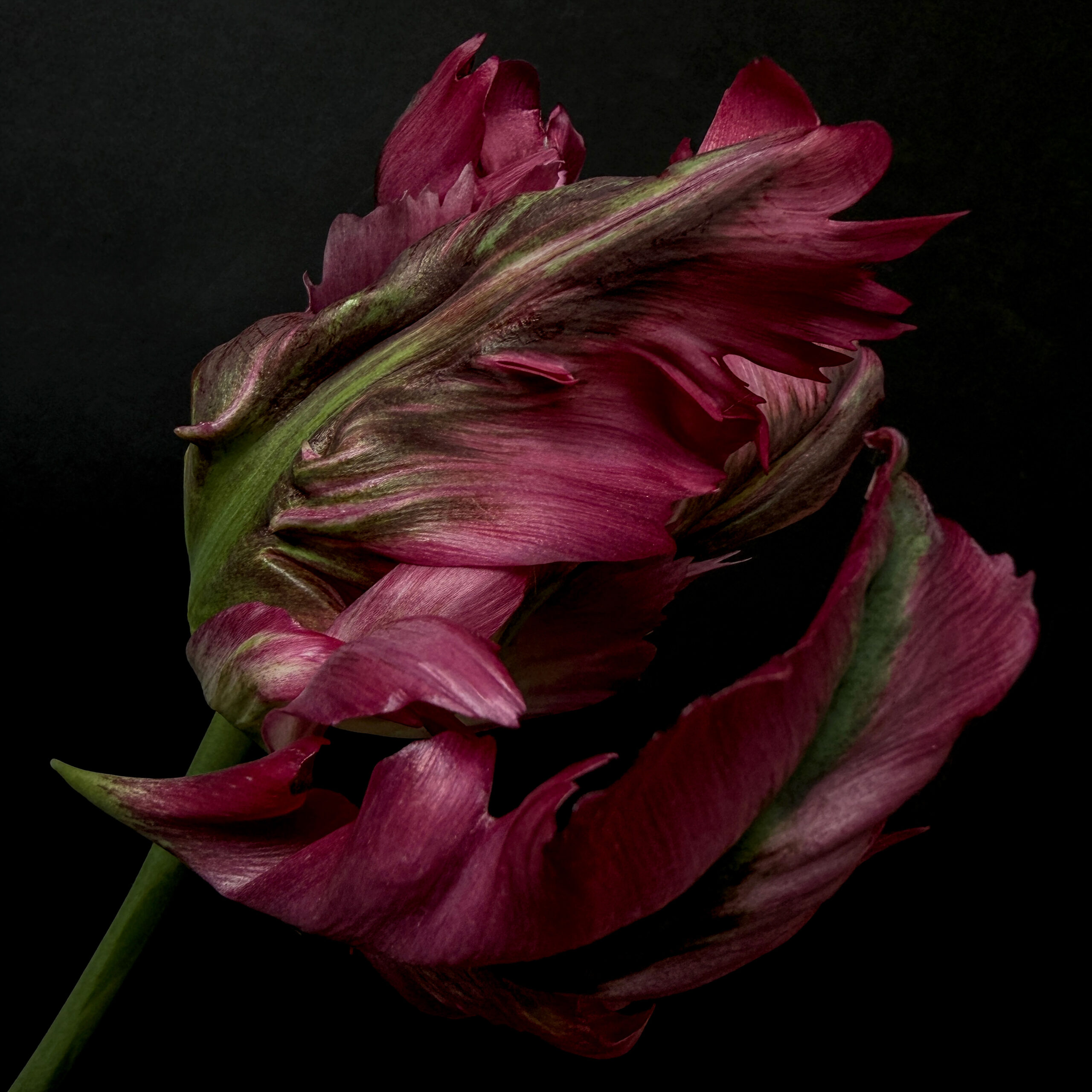 Tulip 30