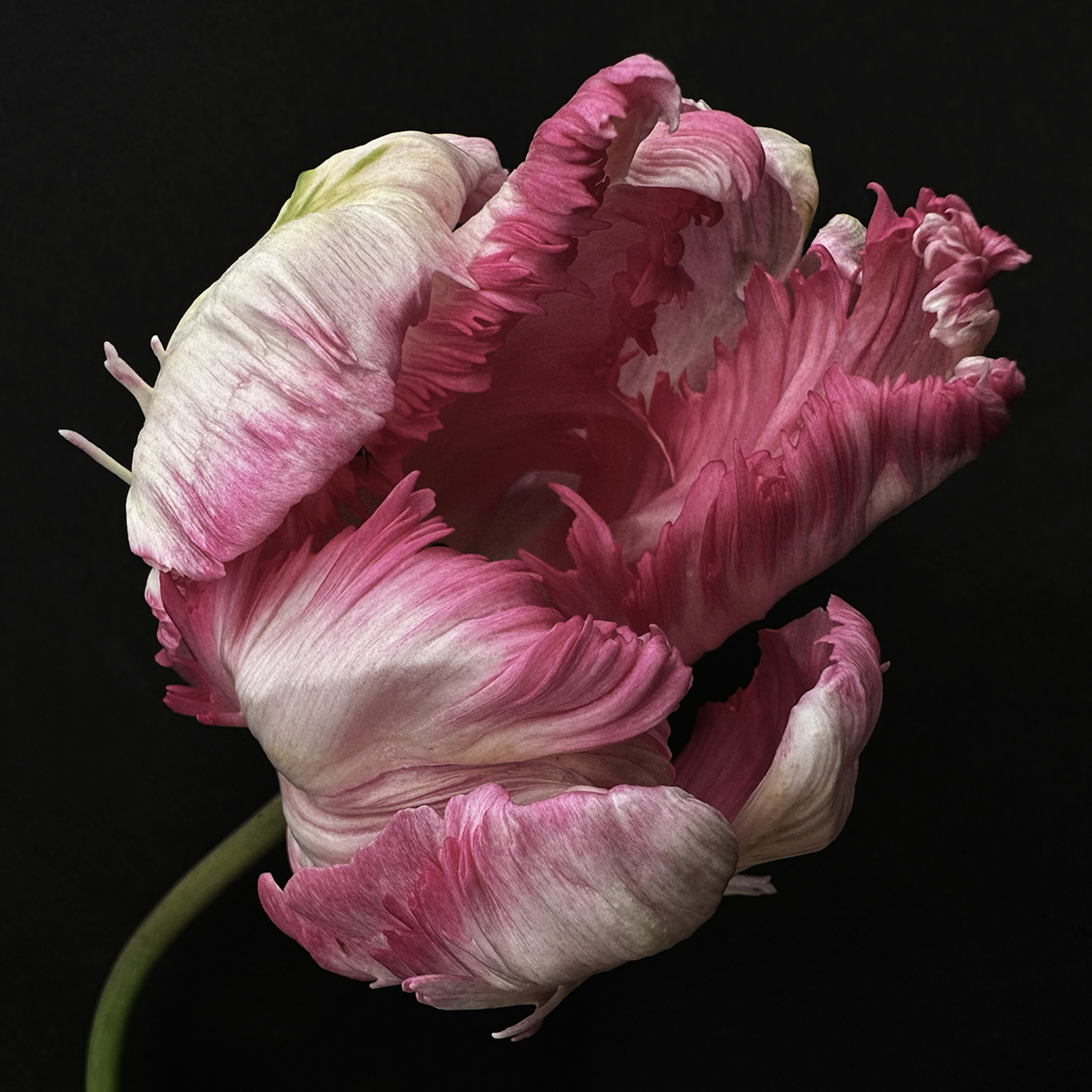 Tulip 34