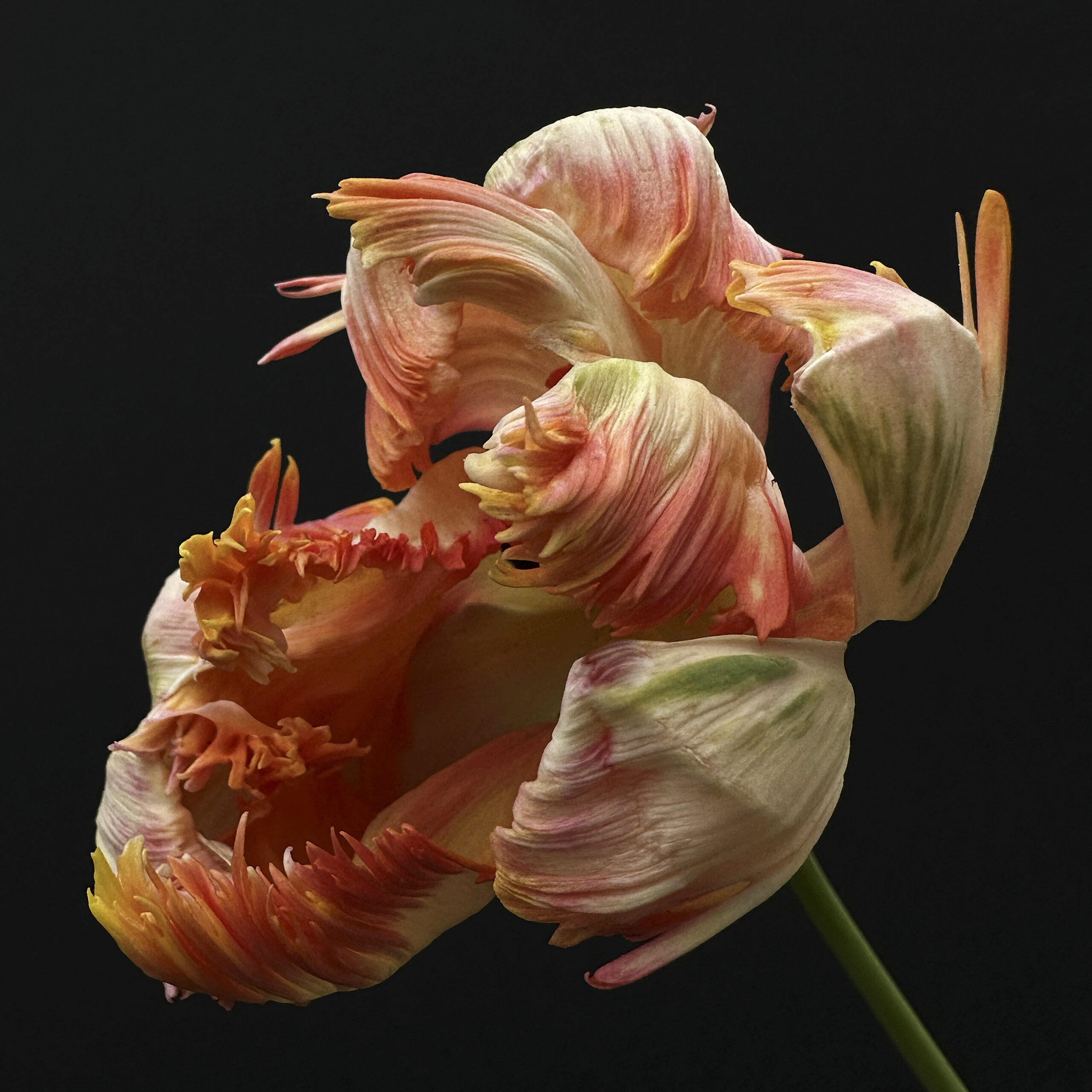 Tulip 35