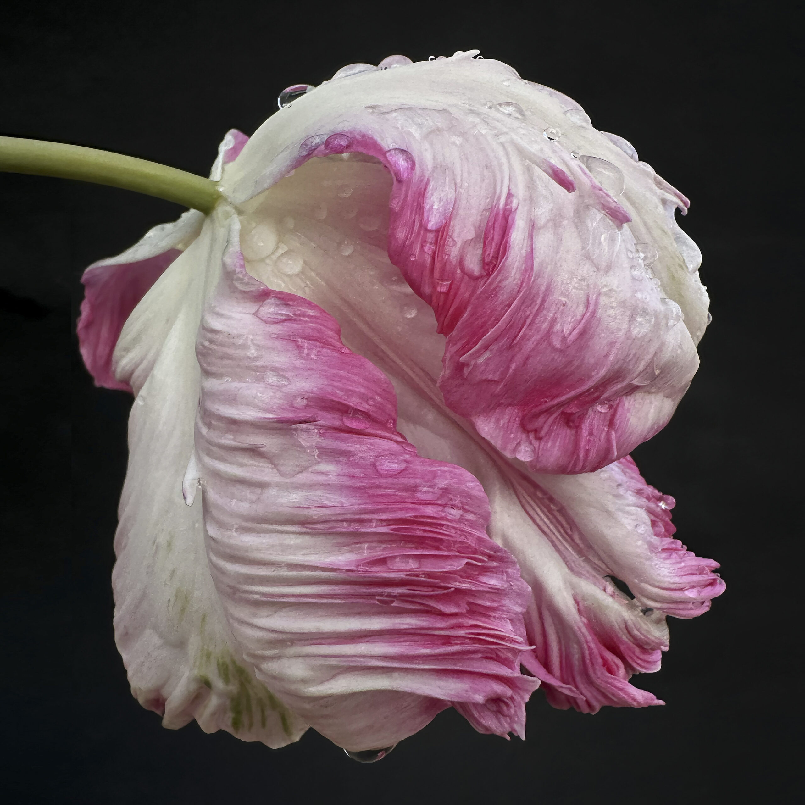 Tulip 31