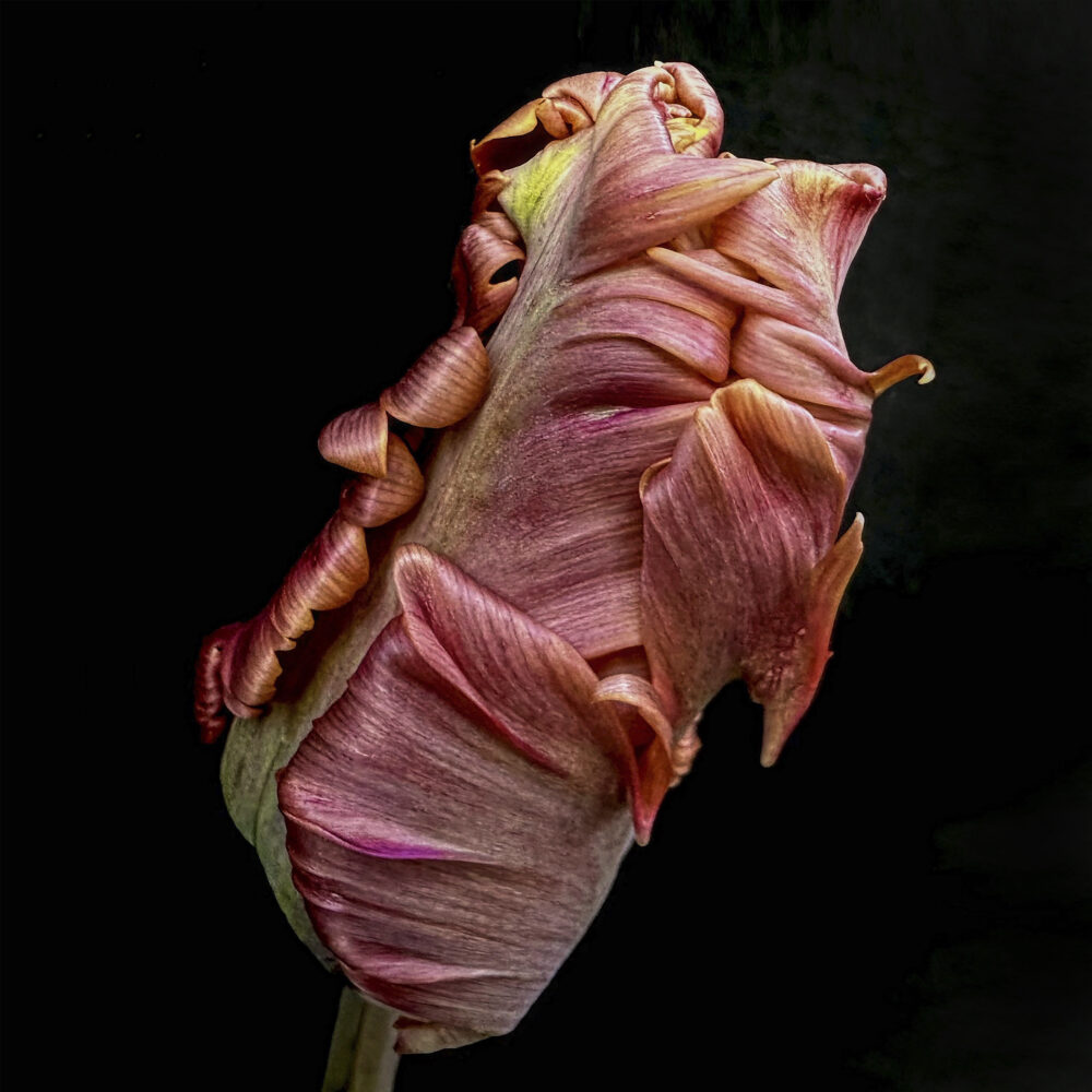 Tulip 32 - Galerie Negropontes