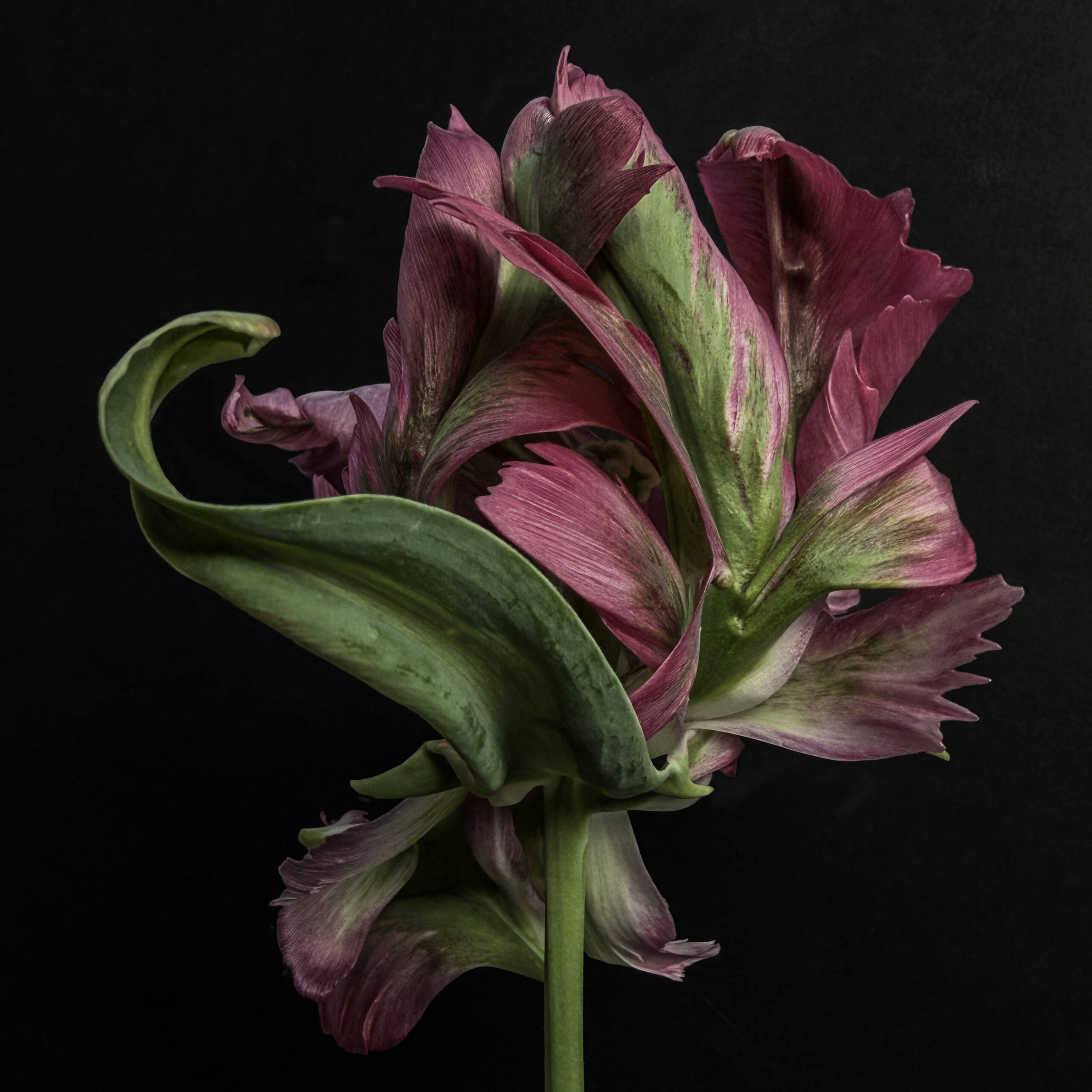 Tulip 36