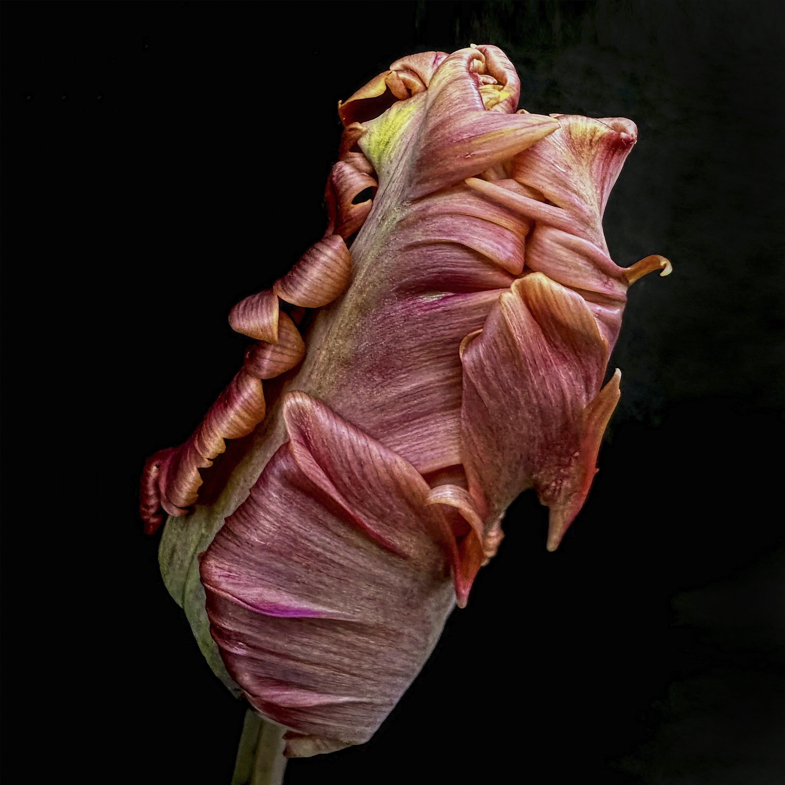 Tulip 32