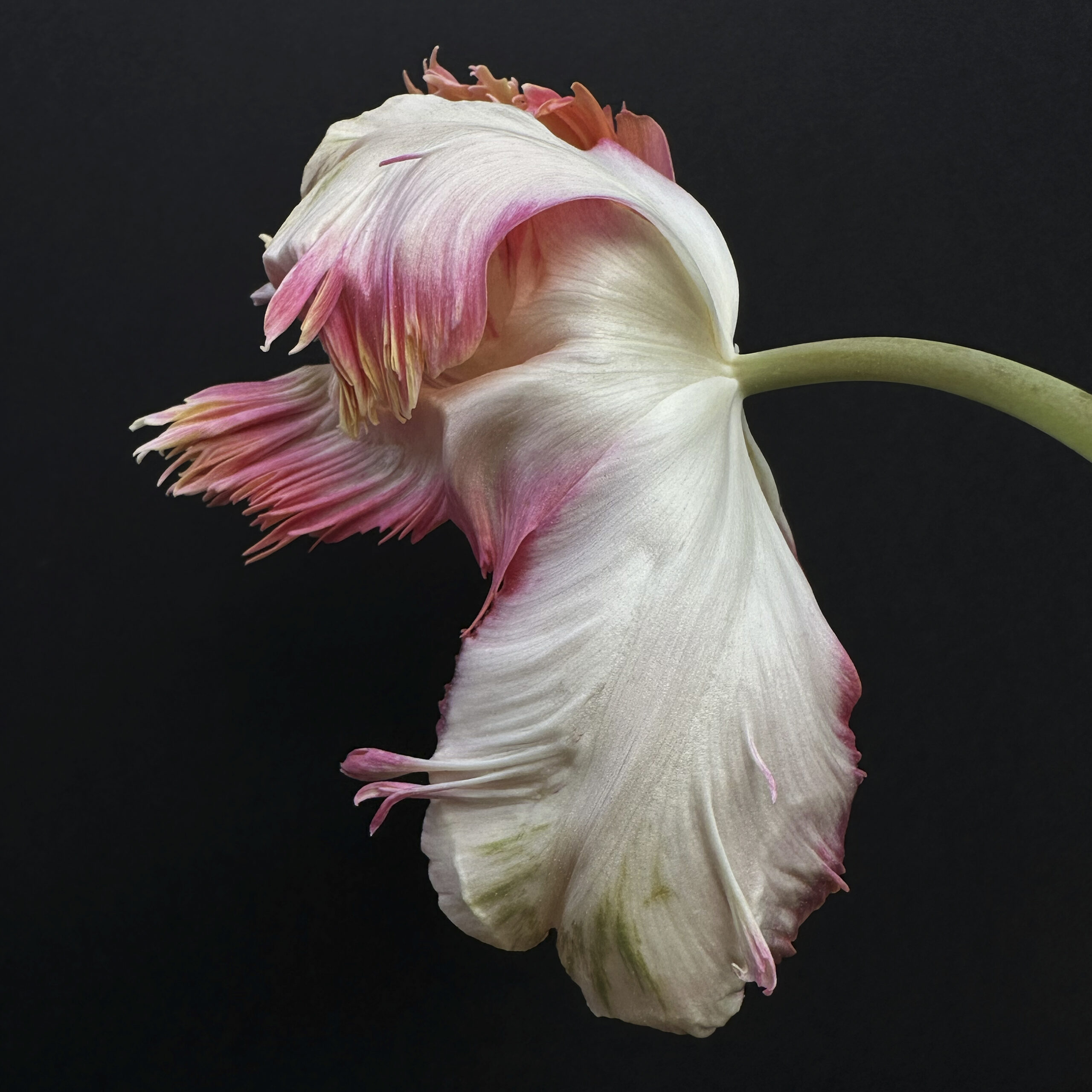 Tulip 33